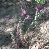 Origanum vulgare  subsp. Virens